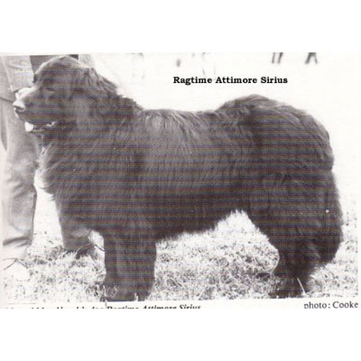 R Ragtime Attimore Sirius (07-02-1969)